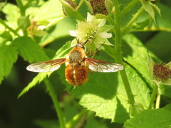 Bombylius mexicanus