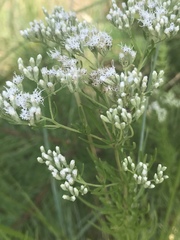 Eupatorium hyssopifolium