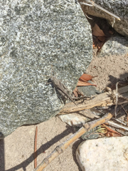 Trimerotropis thalassica