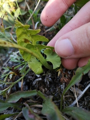 Botrychium yaaxudakeit