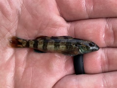 Seagreen Darter photo 5