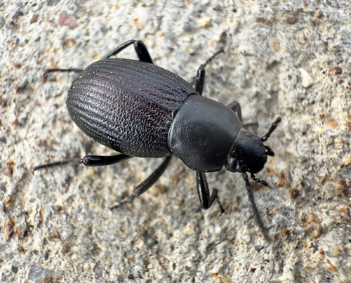 Eleodes carbonaria