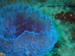 Callyspongia plicifera