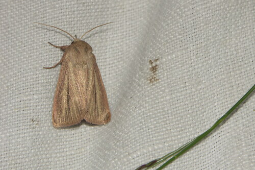 Striped Wainscot