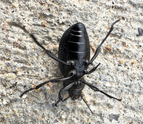 Eleodes carbonaria