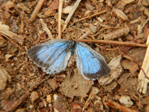American Holly Azure