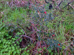 Correa reflexa scabridula