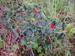 Correa reflexa scabridula