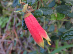 Correa reflexa scabridula