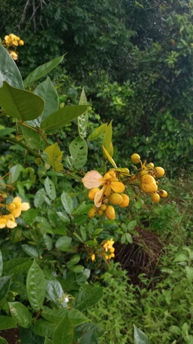 Foto de Mata-pasto