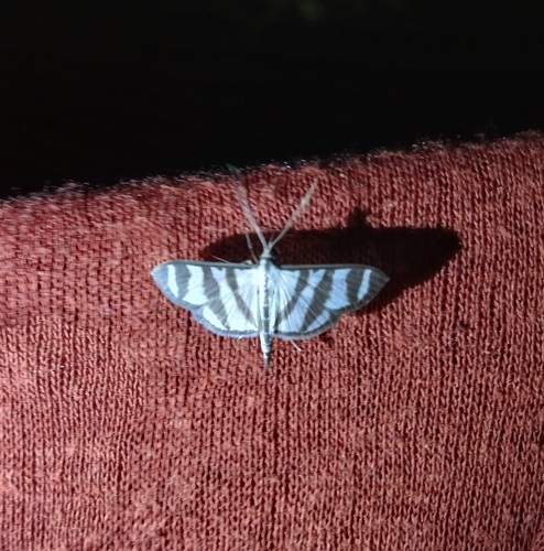 Zebra Pyrale