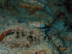 Coryphopterus eidolon