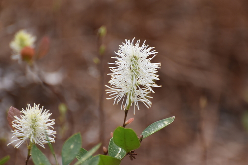 Fothergilla gardenii, photograph 5