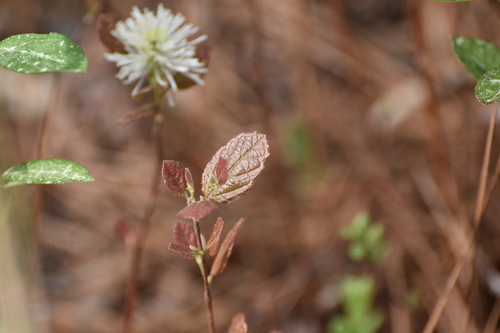 Image of Fothergilla gardenii by (c) Ryan Watson, some rights reserved (CC BY)