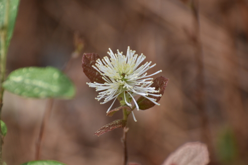 Fothergilla gardenii, photograph 3