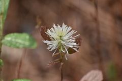 (c) Ryan Watson, some rights reserved (CC BY) Fothergilla gardenii, photograph (c) Ryan Watson, some rights reserved (CC BY)