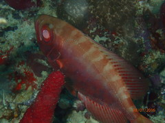 Heteropriacanthus cruentatus