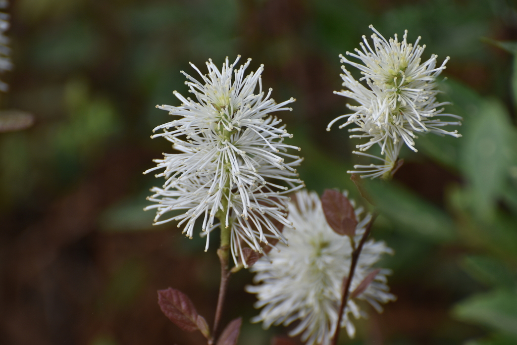Fothergilla gardenii; photograph (c) Ryan Watson, some rights reserved (CC BY)