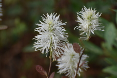 Dwarf Fothergilla (Fothergilla gardenii)
