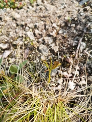 Botrychium lanceolatum