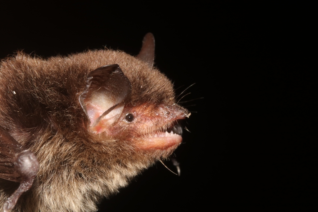 Myotis Bat species