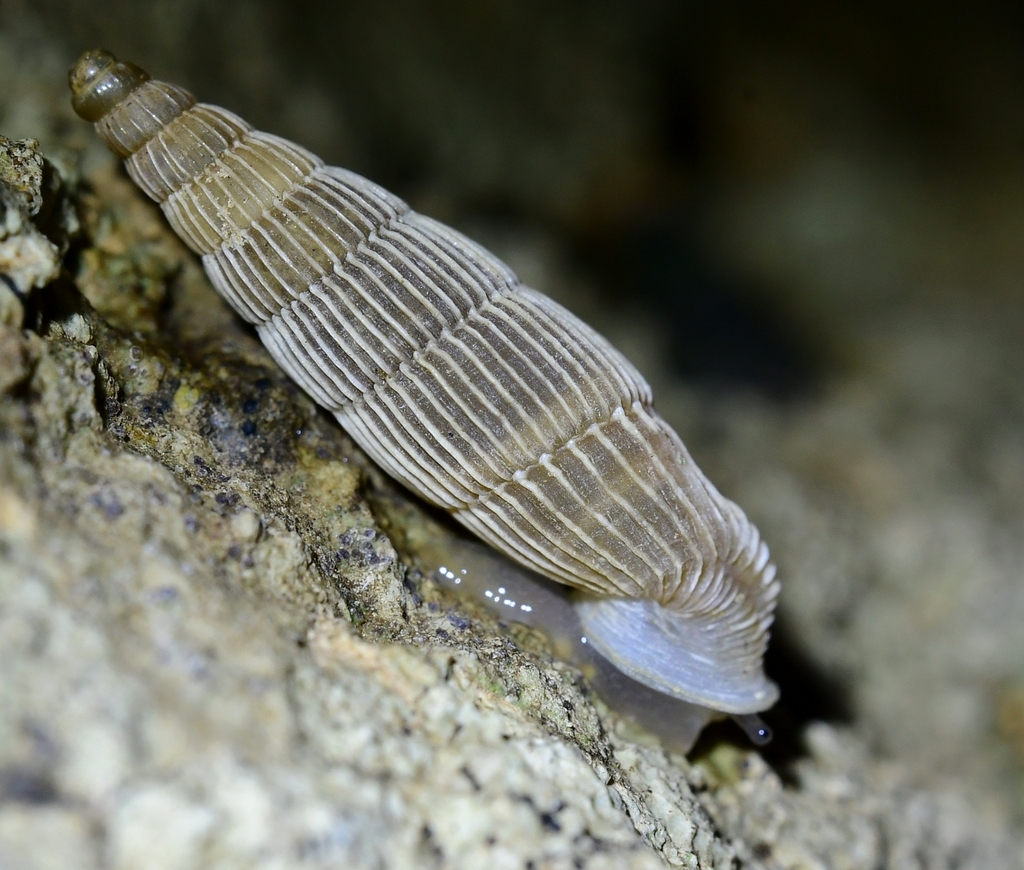 Muticaria syracusana