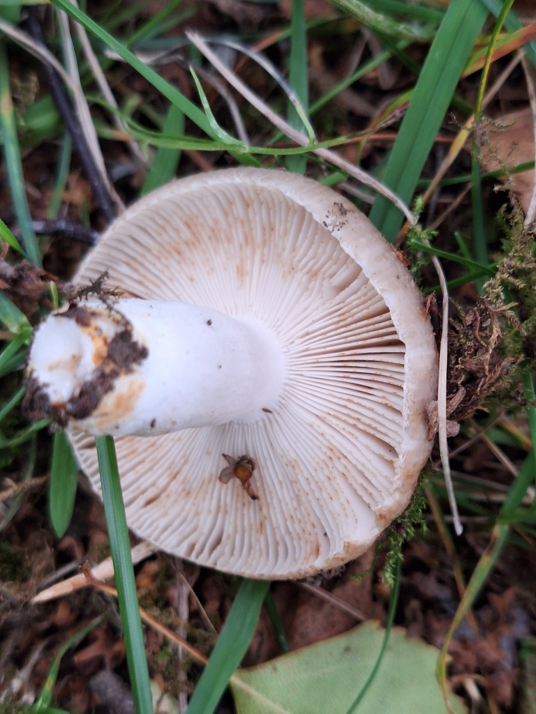 Russula amoenolens · April 2025 · photo: © heidimeudt (iNaturalist, cc-by)
