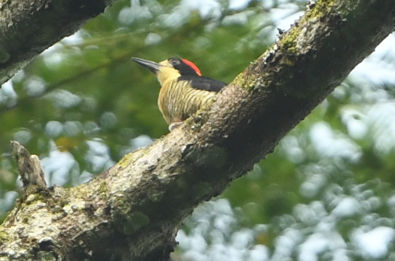 Beautiful Woodpecker (Melanerpes pulcher), photo 1