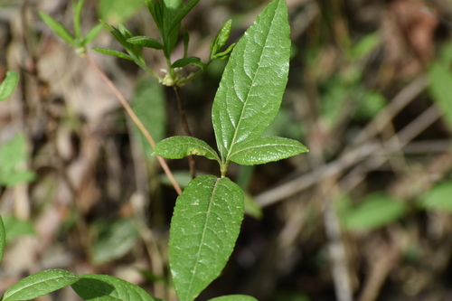 Image of Viburnum nudum by (c) Ryan Watson, some rights reserved (CC BY)