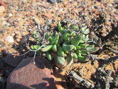 Tylecodon reticulatus