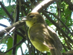 Chlorocichla flaviventris flaviventris
