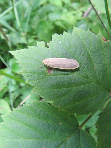 Dingy Footman photo 3