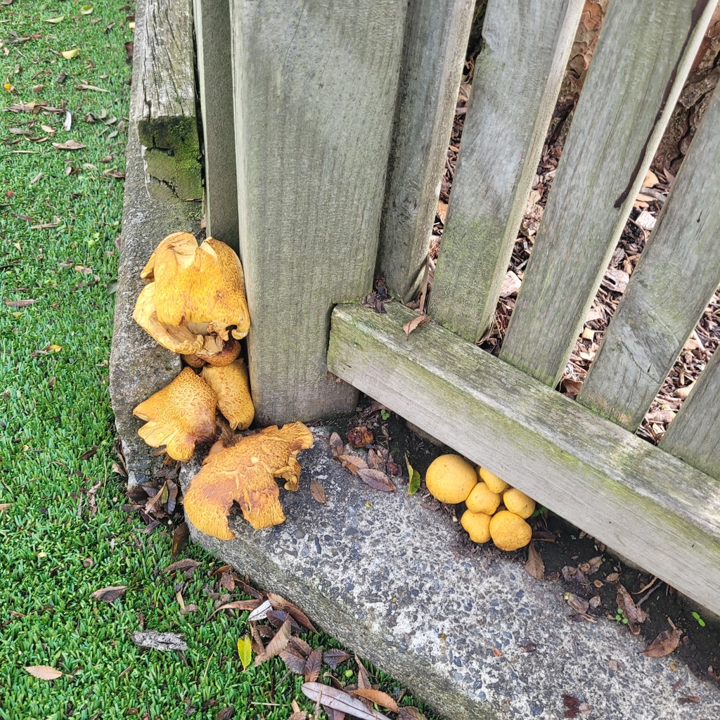 Gymnopilus junonius · April 2025 · photo: © eyrezer (iNaturalist, cc-by)