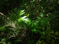 Aconitum fischeri