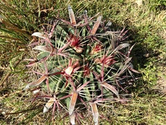 Ferocactus latispinus
