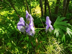 Aconitum fischeri