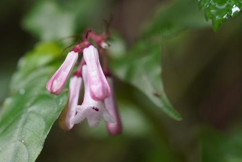 Image of Ophiorrhiza japonica by (c) 香菇, some rights reserved (CC BY)