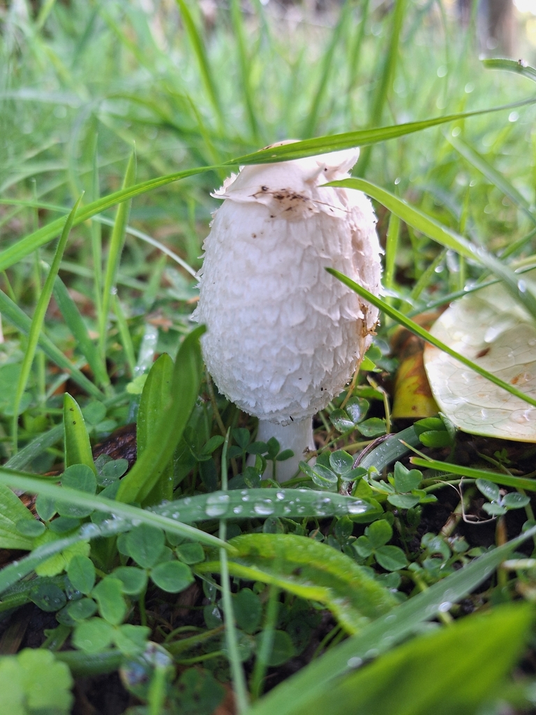 Coprinus comatus · April 2025 · photo: © courtney_92 (iNaturalist, cc-by)