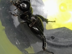Stenopelmatus minor