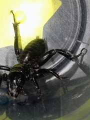 Stenopelmatus minor