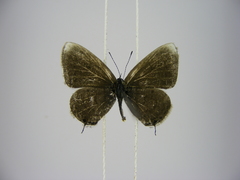 Eicochrysops hippocrates