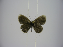 Eicochrysops hippocrates