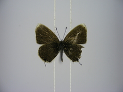 Eicochrysops hippocrates