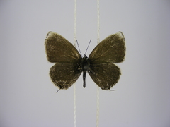 Eicochrysops hippocrates