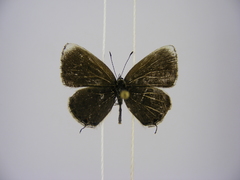 Eicochrysops hippocrates