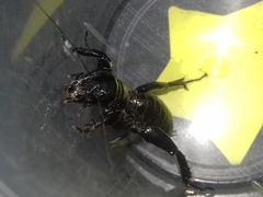 Stenopelmatus minor