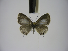 Eicochrysops hippocrates