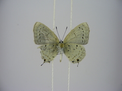 Eicochrysops hippocrates