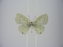 Eicochrysops hippocrates