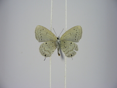 Eicochrysops hippocrates